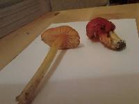 Hygrocybe punicea image