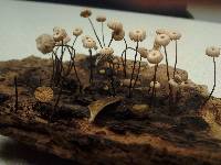 Image of Marasmius rotula