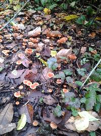 Tubaria furfuracea image