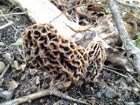 Image of Morchella esculentoides