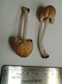 Coprinellus radians image