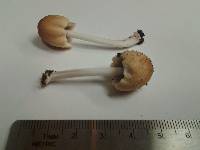 Coprinellus radians image