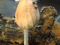 Coprinellus radians image