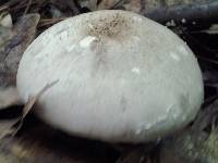 Agaricus placomyces image