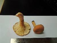 Lactarius volemus image