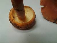 Lactarius volemus image