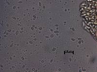 Tricholoma sulphureum image