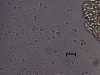 Tricholoma sulphureum image