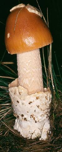 Amanita oblogospora image