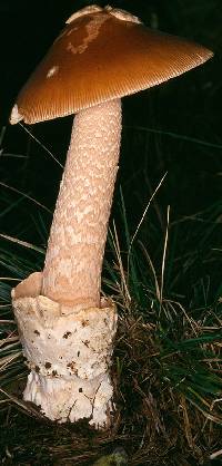 Amanita abietinum image