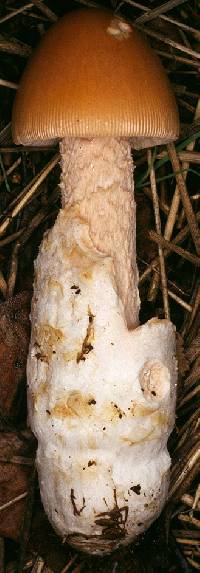 Amanita abietinum image