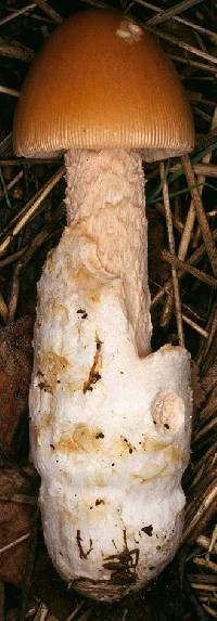 Amanita hyaluy image