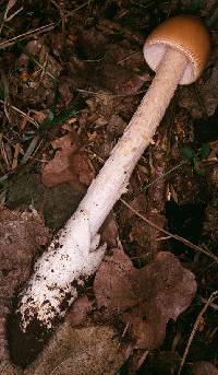 Amanita abietinum image