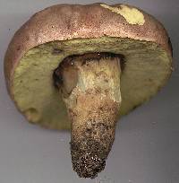 Boletus appendiculatus image