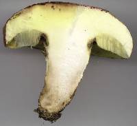 Boletus appendiculatus image