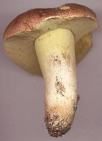 Boletus appendiculatus image