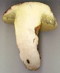 Boletus appendiculatus image