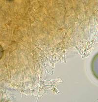 Camarophyllopsis schulzeri image