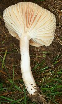 Hygrocybe pratensis image