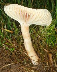 Hygrocybe pratensis image