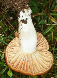 Hygrocybe pratensis image