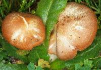 Hygrocybe pratensis image