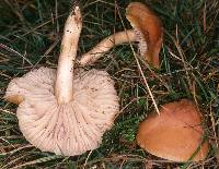 Image of Hygrocybe pratensis