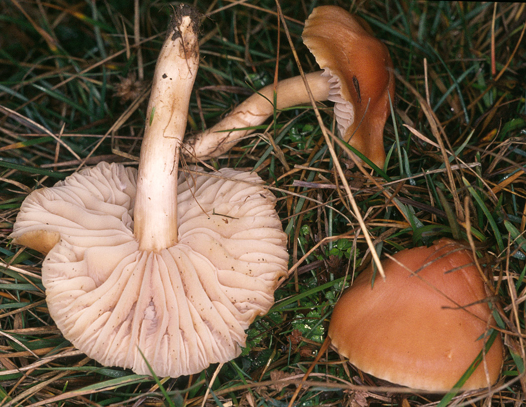 Hygrocybe pratensis image