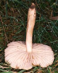 Hygrocybe pratensis image