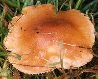 Hygrocybe pratensis image