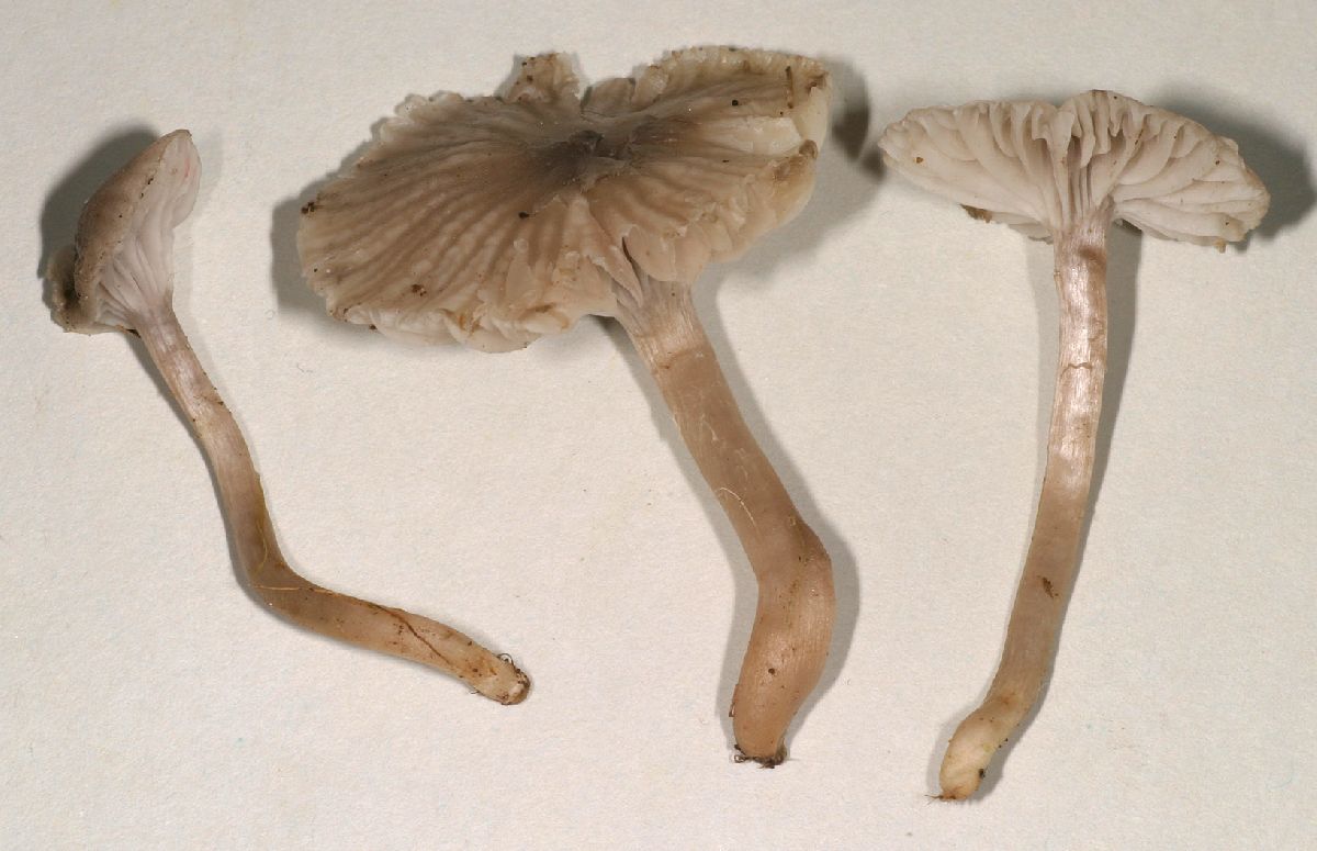 Hygrocybe radiata image
