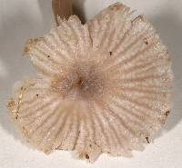 Hygrocybe radiata image