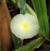 Leucocoprinus fragilissimus image