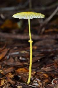 Leucocoprinus fragilissimus image