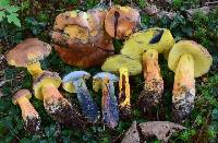 Image of Boletus carminipes