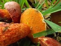 Boletus floridanus image