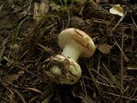 Leucocortinarius bulbiger image