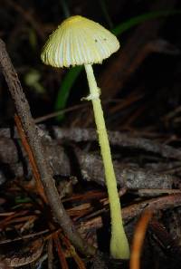 Leucocoprinus fragilissimus image