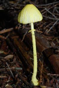 Leucocoprinus fragilissimus image