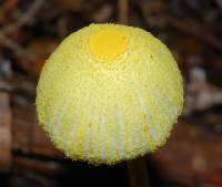 Leucocoprinus fragilissimus image