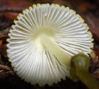 Leucocoprinus fragilissimus image