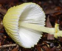 Leucocoprinus fragilissimus image