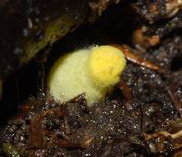 Leucocoprinus fragilissimus image