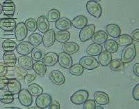 Leucocoprinus fragilissimus image