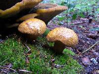 Image of Buchwaldoboletus lignicola