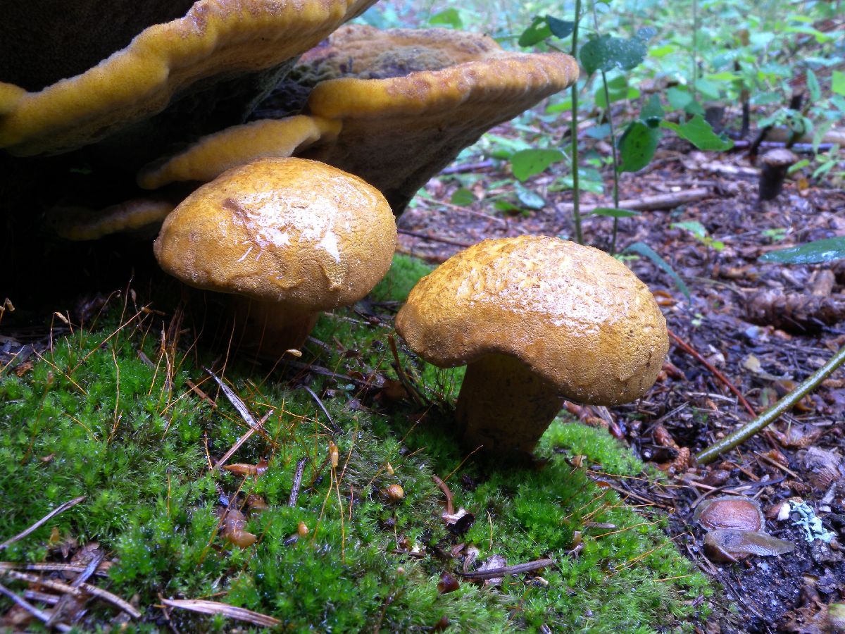 Buchwaldoboletus lignicola image