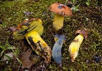 Boletus carminipes image