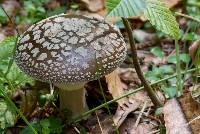 Amanita oblogospora image