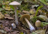 Amanita abietinum image