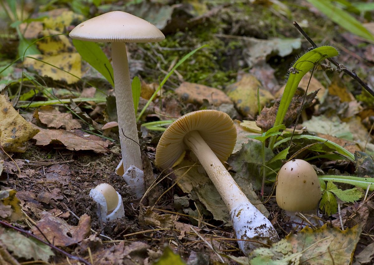 Amanita velatipis image